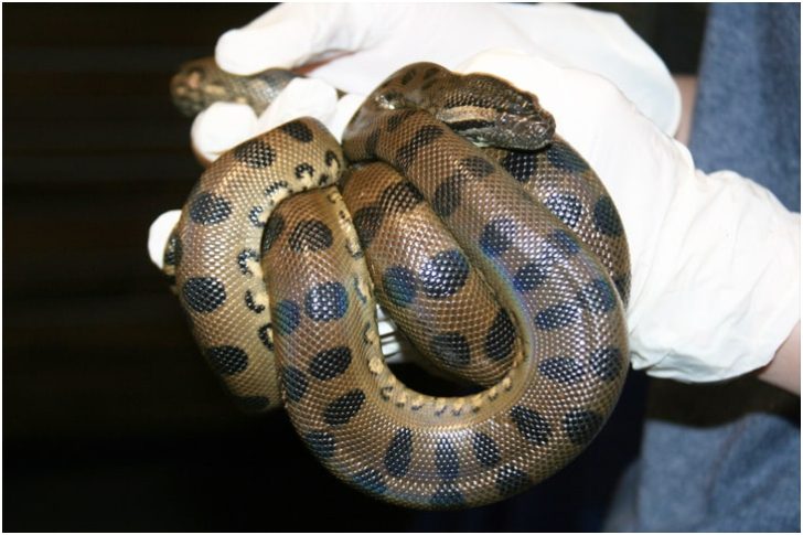 Master Listicle Giant Snake OMG Brazilian Workers Discovered